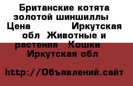 Британские котята золотой шиншиллы › Цена ­ 10 000 - Иркутская обл. Животные и растения » Кошки   . Иркутская обл.